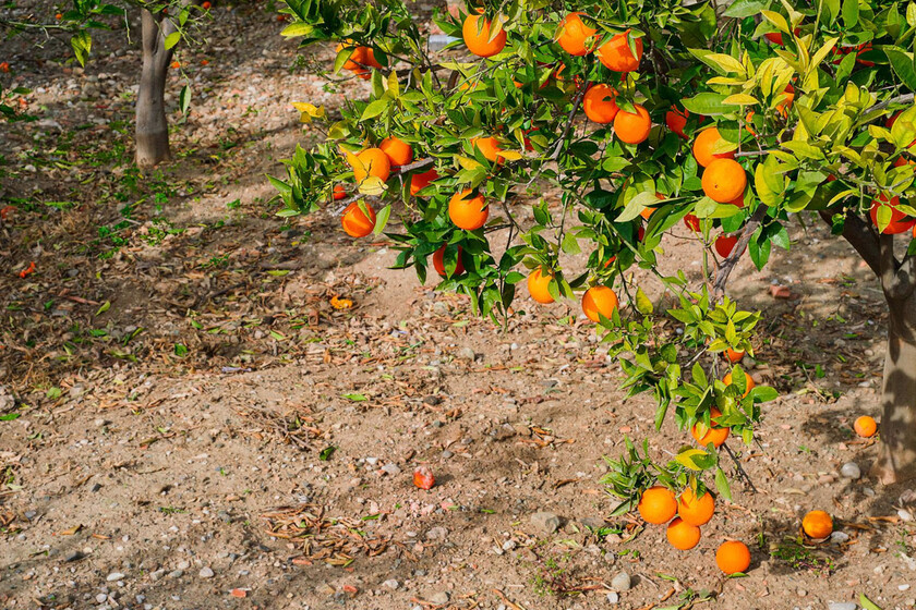 Toneladas de frutas y verduras poco rentables se están pudriendo en los campos de España: este estudio señala al culpable