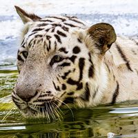 Nacen dos tigres blancos en la reserva África BioZoo de Veracruz. Fueron concebidos por inseminación artificial 