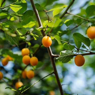 Mucha gente no lo conoce, pero este pequeño árbol frutal es perfecto para balcones: crece en maceta y da frutos que se comen con piel 