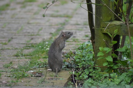 ratas