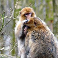 Quando pensamos nos primeiros hominídeos, pensamos em florestas tropicais, mas deveríamos olhar mais para cima 
