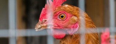 La epidemia de gripe aviar es ya “la más grave de la historia”: solo Oceanía se ha librado de momento de su expansión