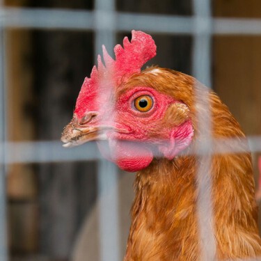 La epidemia de gripe aviar es ya “la más grave de la historia”: solo Oceanía se ha librado de momento de su expansión