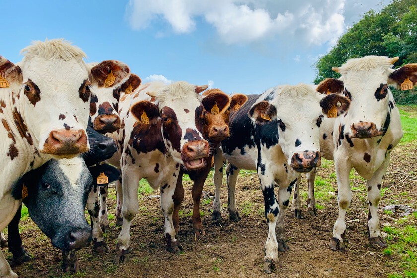 En pleno debate sobre si los zoos tienen sentido, alguien ha tenido una idea en Valladolid: abrir uno solo con vacas