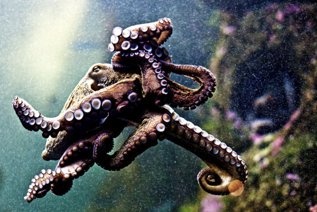 Pulpo