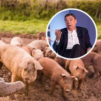 En la España agrícola, las exigencias de bienestar afectan a los ganaderos. Pero el mayor problema de las pymes es el relevo generacional y las macrogranjas