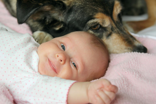 Cómo preparar a tu perro para la llegada del bebé: nueve consejos para que el primer encuentro entre ambos sea maravilloso