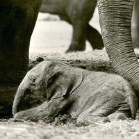 Hace 48 años un inusual elefante nació en un zoológico de Reino Unido. Hoy sabemos que es un animal que no debió existir 