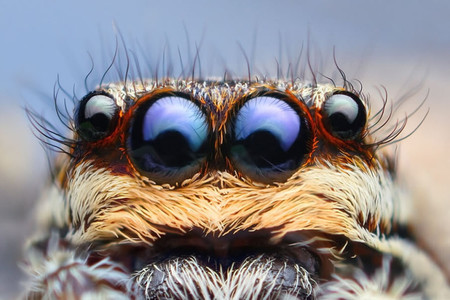 Esta araña está por encima de todo: vive a 6700 metros de altitud