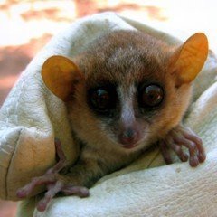Tres nuevas especies de lémures