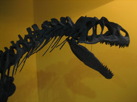 El Museo de Ciencias Naturales de Valencia
