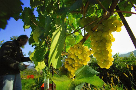 Aceite de pepitas de uva para tratar las arrugas