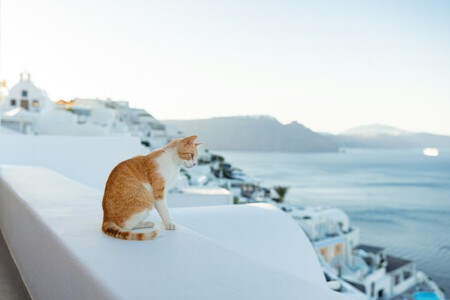 Gato Grecia