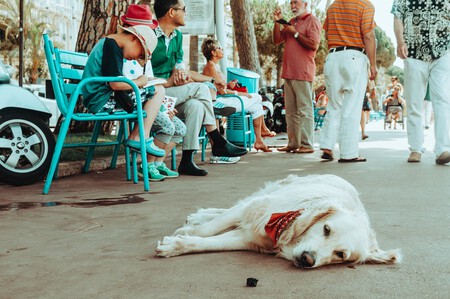 Perro Ciudad Centro Comercial Bar Parque 1