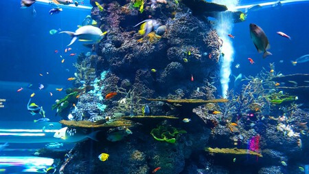 Acuario