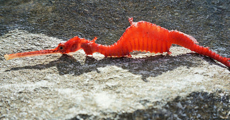 Éste es el primer vídeo que tenemos del dragón rojo marino