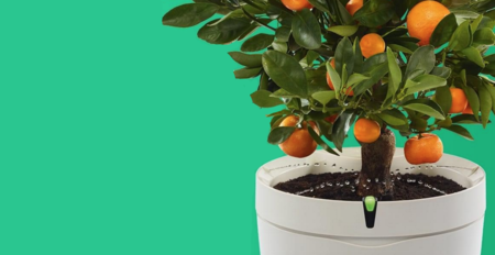 Esta es la maceta inalámbrica Parrot Pot que te ayuda a cuidar las plantas de casa