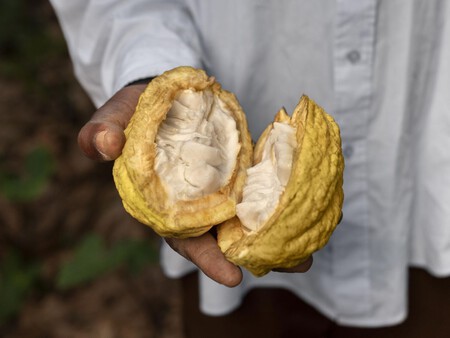 Cacao