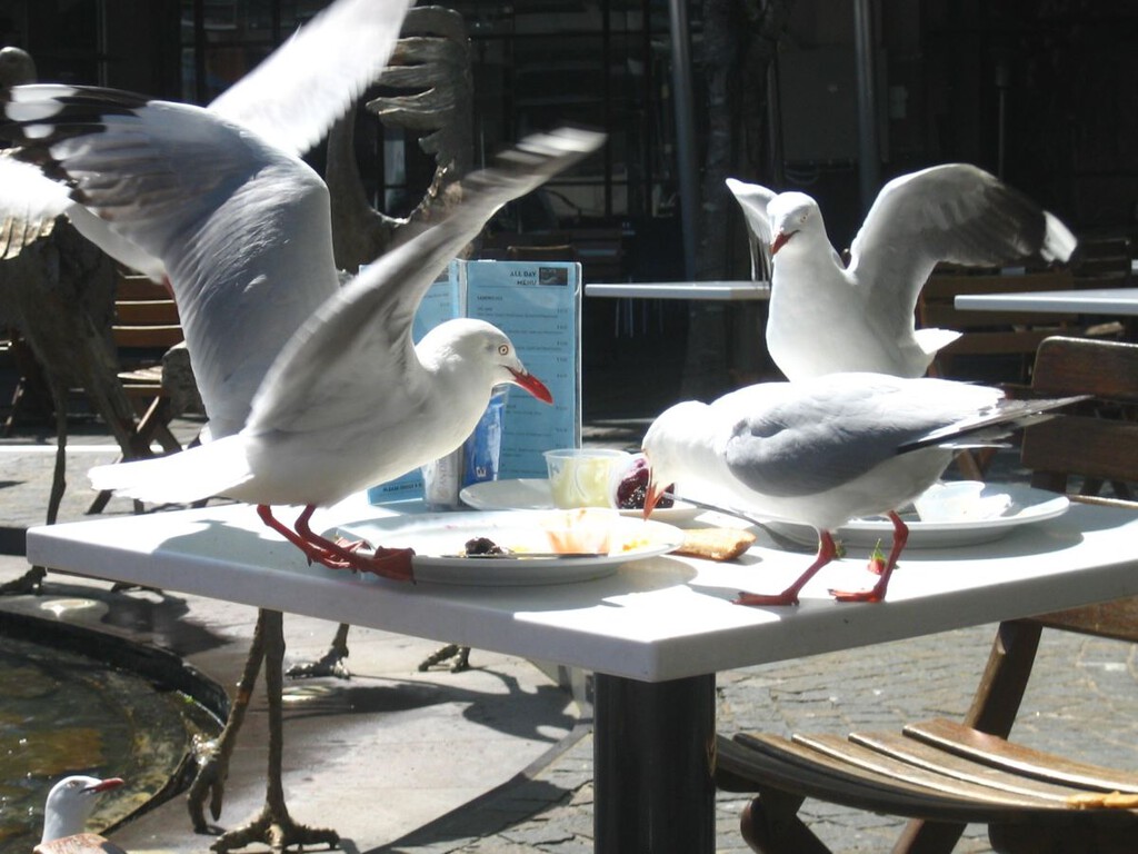 Las gaviotas de Gijón tienen hambre y poco miedo a los humanos: “Se lanzan en picado a por los churros”
