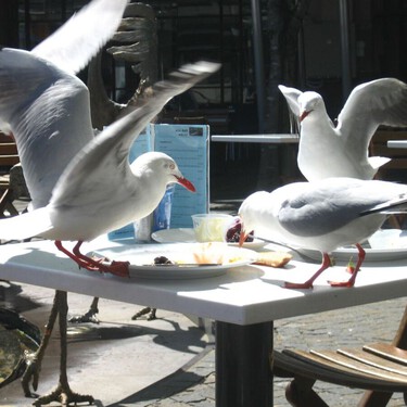 Las gaviotas de Gijón tienen hambre y poco miedo a los humanos: “Se lanzan en picado a por los churros”