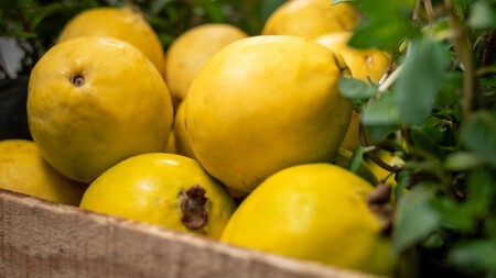Esta es la pareja que produce mermeladas con las guayabas más grandes de Aguascalientes y brinda oportunidades para adultos mayores 