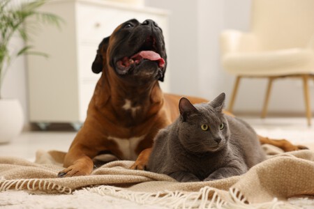 Cão e gato lado a lado