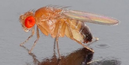 La mosca de la fruta inspira soluciones a problemas de redes Wi-Fi