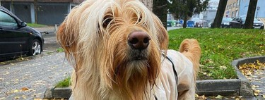 Bran, el perro español que habla con botones, y que triunfa en las redes 