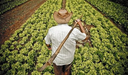 La crisis abre una lucha entre los recolectores agrícolas nacionales y extranjeros