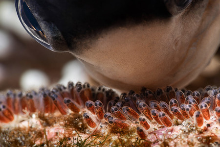 Marine Life Behavior Baelen Francois Love From A
