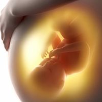 El feto transmite su microbioma a la madre: podría mejorar el sistema inmune del prematuro en embarazos de alto riesgo