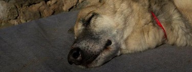 Un perro abandonado me cambió la vida y he escrito un libro entero al respecto