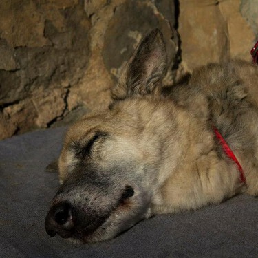 Un perro abandonado me cambió la vida y he escrito un libro entero al respecto