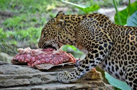 En el Bioparc de Fuengirola celebran el cumpleaños de la leopardo Nuwa con una tarta carnívora