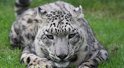 ¿Y qué es eso de Snow Leopard?