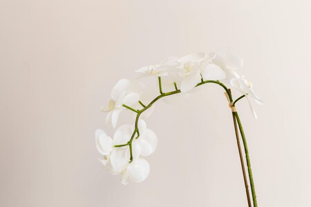 Pexels Rdne 8313435