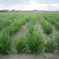 La horchata es un símbolo del verano mediterráneo. Pero su ingrediente estrella está atrapada entre plagas