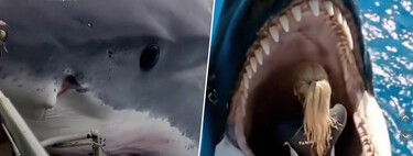 Internet busca sin cesar vídeos de gente atacada por tiburones y orcas. La clave está en el morbo... creado por IA