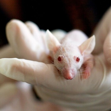 Los europeos no ven con buenos ojos utilizar animales para que la ciencia siga avanzando 