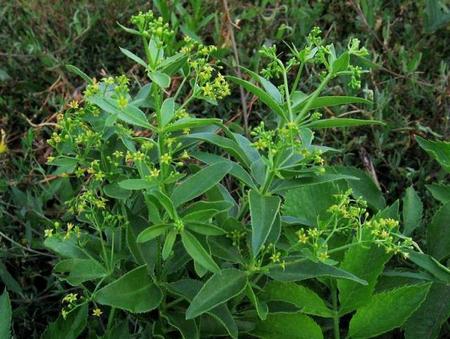 Cátodos para baterías a base de plantas