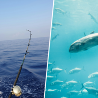 Algo raro pasa con la pesca recreativa del atún rojo en España. Y sí, 'raro' en este titular significa (presuntamente) 'fraude'