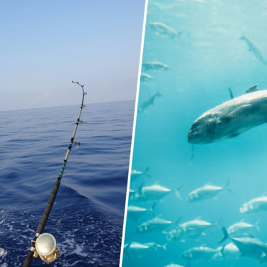 Algo raro pasa con la pesca recreativa del atún rojo en España. Y sí, 'raro' en este titular significa (presuntamente) 'fraude'