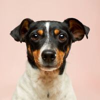 Un experimento revela que los perros pueden jugar a videojuegos y reconocer los nombres de los objetos