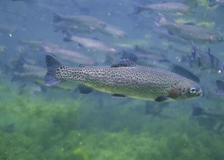 Close Up Of Rainbow Trout Fish Underwater Oncorhynchus Mykiss1 1536x1097