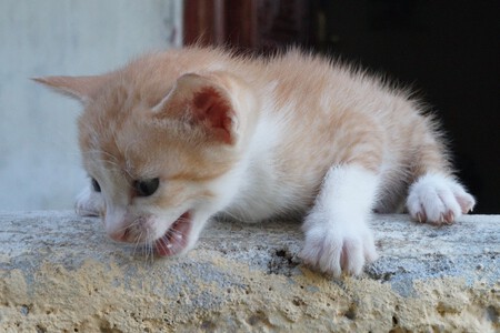 Piloereccion Gatos
