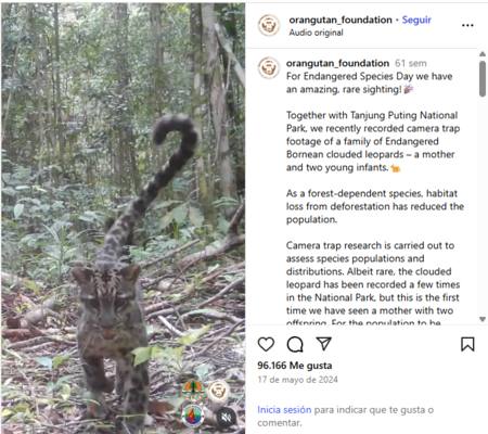 Captura De Pantalla Fundacion Orangutan