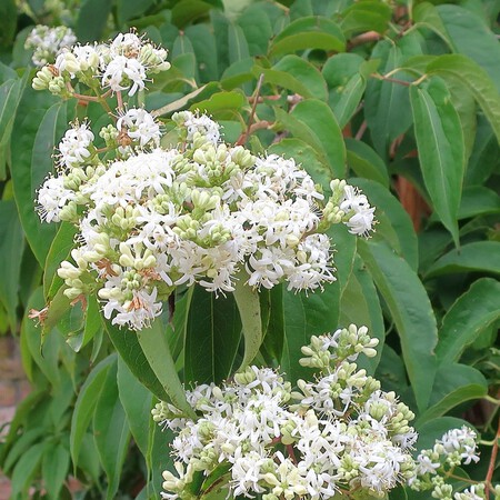 Heptacodium Micondoides