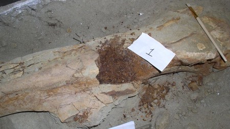 Se han recuperado proteínas de un dinosaurio de 80 millones de años