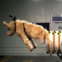 Estas son las consecuencias de no llevar a tu mascota correctamente sujeta en el coche (y la multa que conlleva)