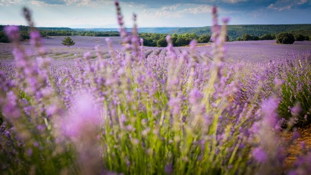 Festival De La Lavanda De Brihuega